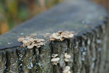 Fototapeta na wymiar Fungus growing from the tree bark in the forest