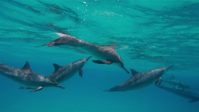 Underwater shooting of group of dolphins. Dolphins swimming deep in the sea. Natural state of mammals under water. Harmony and unity in environment. Dolphins moving in water. Concept of nature