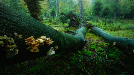 old oaks in a german forest