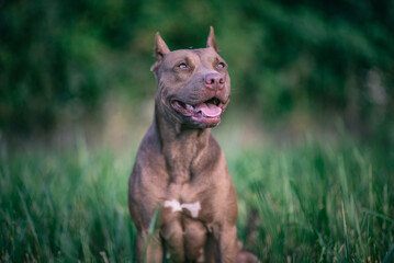 Portrait of a young beautiful female Pit Bull Terrier on a summer field close-up.
