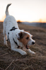 Cute Parson Russell Terrier Sunset Portrait