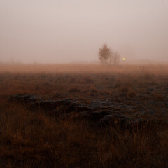swamp in the fog