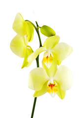 Yellow orchid flower