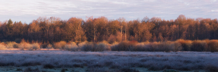 sunrise at a forest panorama
