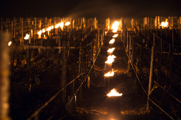Lutte contre le gel de printemps dans les vignes de Chablis en Bourgogne - Technique des bougies ou chaufferettes (2016)