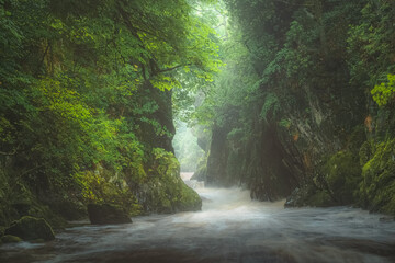 The green, lush, atmospheric and ethereal gorge ravine Fairy Glen and rushing water of River Conwy...
