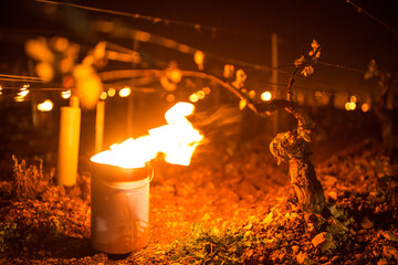 Lutte contre le gel de printemps dans les vignes de Chablis en Bourgogne - Technique des bougies ou chaufferettes (2016)