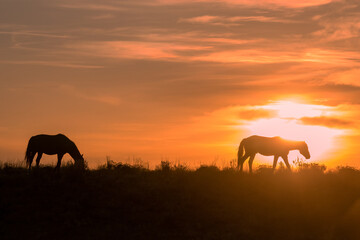 Obraz na płótnie Canvas Wild Horses Silhouetted in a Desert Sunset