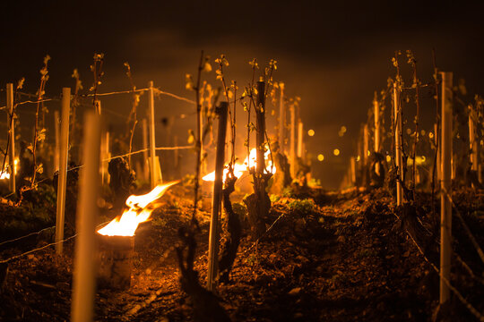 Lutte contre le gel de printemps dans les vignes de Chablis en Bourgogne - Technique des bougies ou chaufferettes (2016)