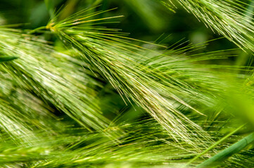 Ears in a wheat field