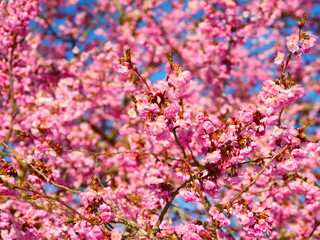 Laupheim, Deutschland: Kirschblüte