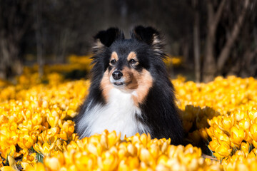 Stunning nice fluffy black sable white shetland sheepdog, sheltie portrait in the blooming crocus flowers field. Small, little collie, lassie dog smiling with background of bright yellow crocuses
