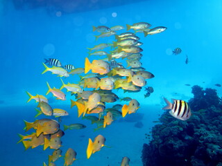 Fototapeta na wymiar Sea fish in a beautiful underwater landscape. Photo during the day