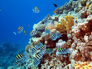 Sea fish in a beautiful underwater landscape. Photo during the day