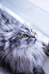 Siberian fluffy cat is laying on the windowsill