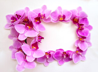 Fototapeta na wymiar Frame of orchid flowers on a white background. The flowers are purple in color.