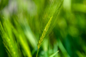 Ears in a wheat field