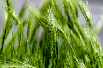 Fototapeta na wymiar Ears in a wheat field