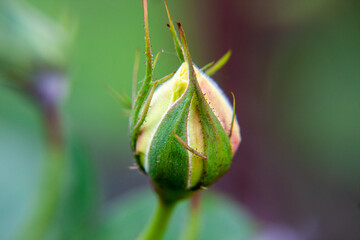 Flor de un rosal capturada de cerca