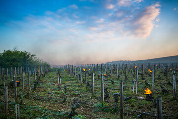 Fototapeta na wymiar Lutte contre le gel de printemps dans les vignes de Chablis en Bourgogne - Technique des bougies ou chaufferettes (2016)