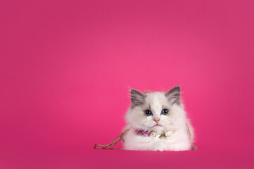 Adorable Ragdoll cat kitten, wearing flower neclace. Laying down facing front. Looking towards...