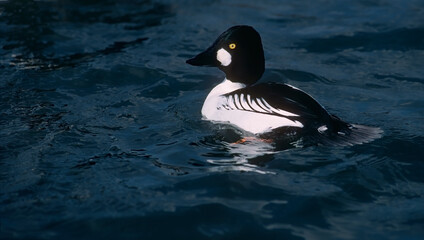 Goldeneye duck on water
