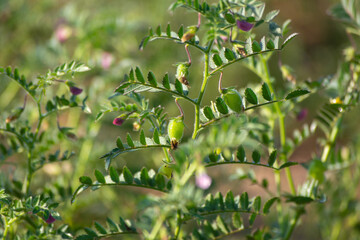 Green pods of chickpeas grow on a plant