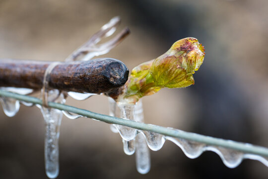 Lutte contre le gel de printemps dans les vignes de Chablis en Bourgogne - Technique de l'aspersion d'eau sur les bourgeons pour cr&eacute;er une coque de glace et emp&ecirc;cher le gel en dessous de 0&deg;C (2016)