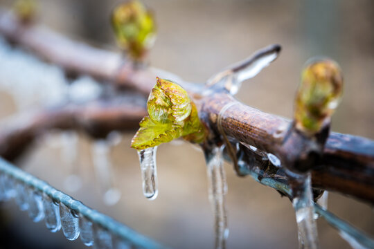 Lutte contre le gel de printemps dans les vignes de Chablis en Bourgogne - Technique de l'aspersion d'eau sur les bourgeons pour cr&eacute;er une coque de glace et emp&ecirc;cher le gel en dessous de 0&deg;C (2016)