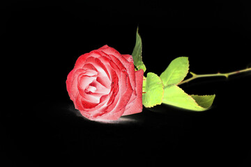 Naklejka premium rosa rossa 