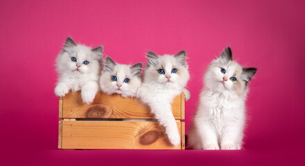 Row of adorable Ragdoll cat kittens, sitting in and beside wooden crate. Looking towards camera...