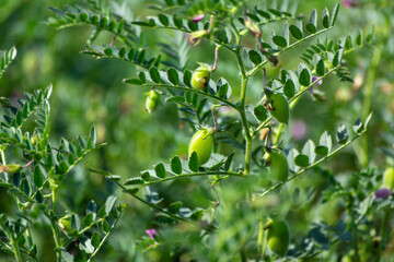Green pods of chickpeas grow on a plant