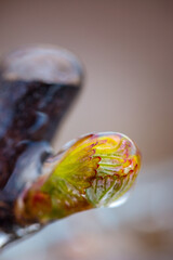 Lutte contre le gel de printemps dans les vignes de Chablis en Bourgogne - Technique de l'aspersion d'eau sur les bourgeons pour créer une coque de glace et empêcher le gel en dessous de 0°C (2016)