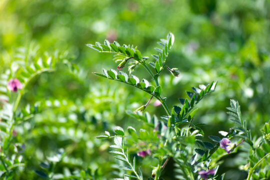 Green pods of chickpeas grow on a plant