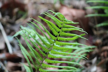 fern leaf in the forest