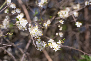 Weiß blühender Schlehdorn mit Blüten