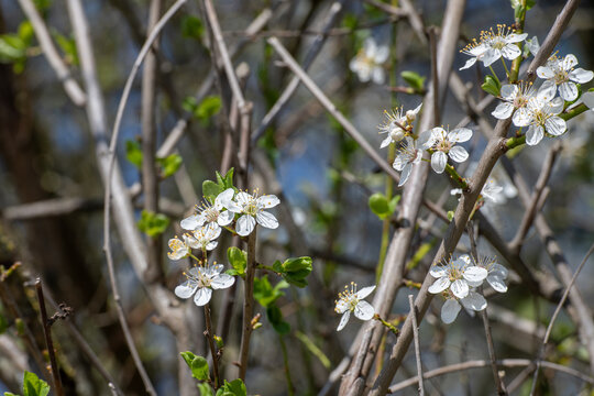 Wei&szlig; bl&uuml;hender Schlehdorn mit Bl&uuml;ten