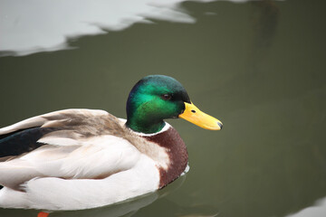 Mallards playing on the water in the river
