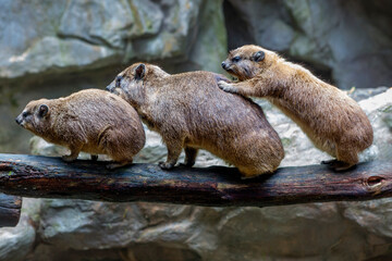 Obraz premium Daman or Rock Hyrax. These are daytime animals, they spend their time climbing rocks and gorges or jumping from branch to branch in search of fresh juicy leaves. They are close relatives of elephants.