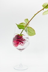 rosa in bicchiere capovolta 
