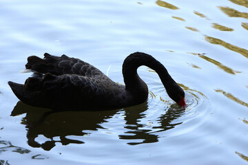 Beautiful majestic swan gliding through the water