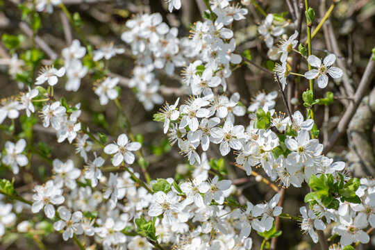 Wei&szlig; bl&uuml;hender Schlehdorn mit Bl&uuml;ten