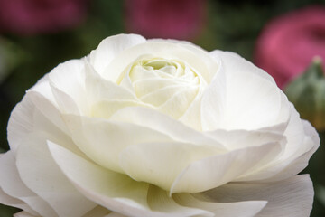 close up of one white flower