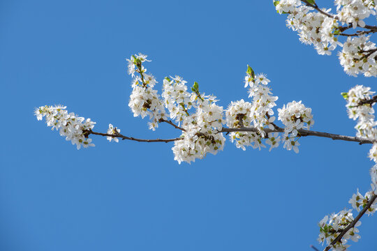 Wei&szlig; bl&uuml;hender Schlehdorn mit Bl&uuml;ten