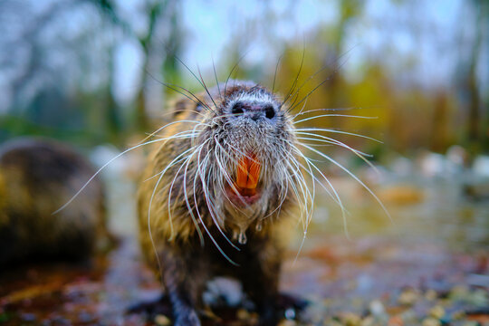 Otter in a pound