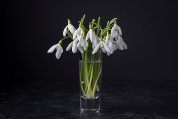 Spring snowdrops in glass with water on black background. Beautiful first spring flowers