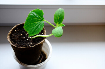 Cucumber seedlings in biodegradable pot on windowsill. Young sprout of cucumber plant.