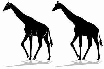 silhouette of a walking giraffe , vector drawing