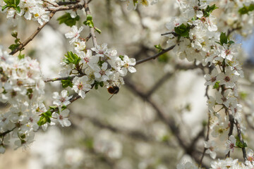 The flowers of an apricot in the spring of 2021 in Bucharest, Romania.