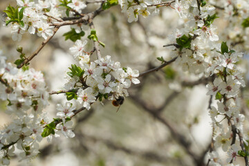 The flowers of an apricot in the spring of 2021 in Bucharest, Romania.